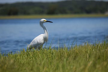 snowy egret, Baker Cove marsh