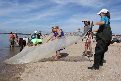 Teachers at a Long Island Sound Mentor Teacher workshop at Hammonasset Beach State Park on Sept. 26 drag in a seine net as Diana Payne, Sea Grant educator coordinator, looks on.
