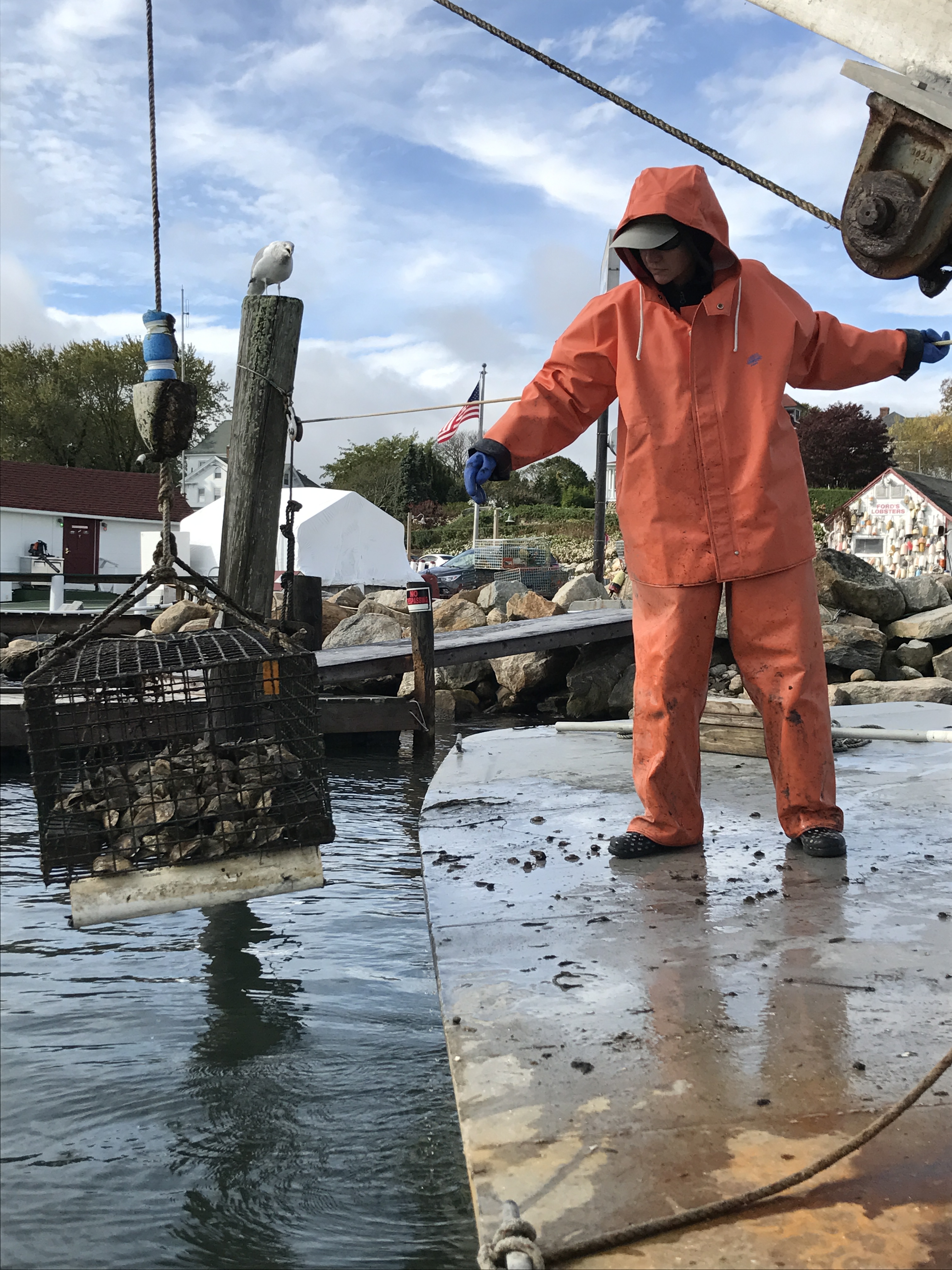 Jill Plant of Connecticut Cultured Oysters hauls out a cage of oysters grown in the Mystic River.