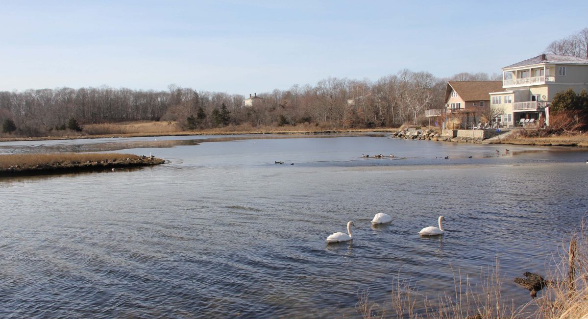 Alewife Cove in New London is one of the urban wetlands being used for field lessons in the environmental education programs for students at Harbor School by the Roger Tory Peterson Estuary Center. Judy Benson / Connecticut Sea Grant