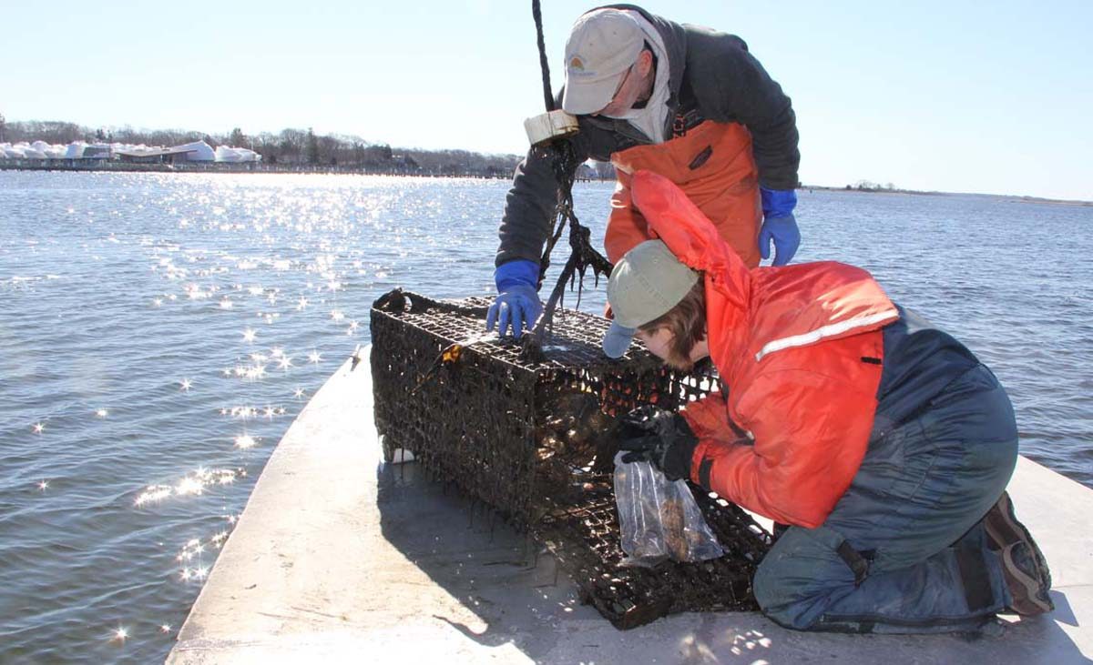 Kristin DeRosia-Banick of the state Bureau of Aquaculture works with oyster farmer Steve Plant to collect oysters from a cage in the Mystic River on Feb. 27. Photo: Judy Benson / Connecticut Sea Grant