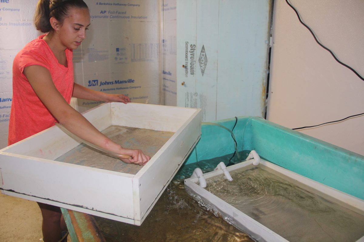 Danielle Buttermore, hatchery manager at the Noank Aquaculture Co-op, rinses a tray for seed oysters before placing it in the growing tank on June 27. Creation of the hatchery is one of results of the Connecticut Shellfish Initiative's work since 2014.