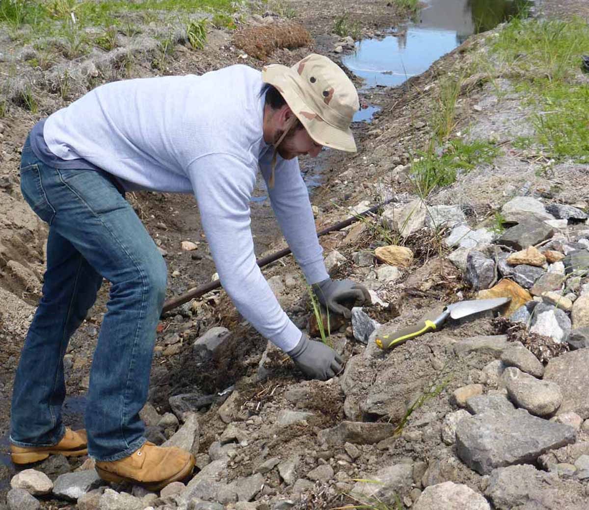 Tom Martella, a UConn student intern, plants beach grass at a living shoreline project at Dodge Paddock in Stonington in June 2016. Photo: Juliana Barrett / Connecticut Sea Grant