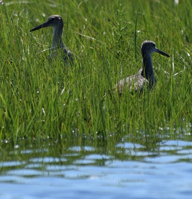 Willets wade in the marsh at high tide at Bluff Point State Park in Groton.