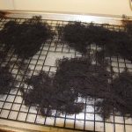 Gracilaria dries into bundles of brittle filaments after dehydration.
