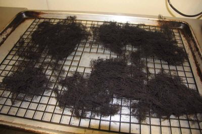 Gracilaria dries into bundles of brittle filaments after dehydration.