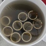 String imbedded with kelp seed is wrapped around PVC pipe and kept in salt water until it is ready for planting.