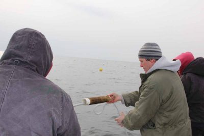 J.P. Vellotti, center, works with Edwin Rodriguez, left, and Marvin Ceveba to unwrap kelp seed string onto long lines in February.