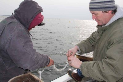 J.P. Vellotti, right, and Edwin Rodriguez unwind kelp seed string onto long lines during planting in February.