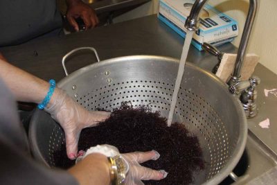 Deborah Swetz of Marrakech Inc. washes Gracilaria in preparation for dehydration.