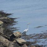 Great egrets are frequent visitors to the shores of Avery Point.