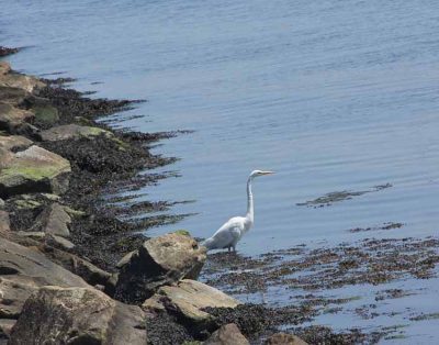 Great egrets are frequent visitors to the shores of Avery Point.