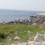 Salt marsh, rocky shore and sandy beach habitats are all visible from Avery Point.