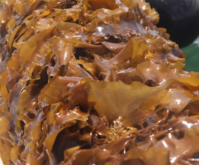 This kelp was harvested in June from a farm in Long Island Sound near the UConn Avery Point campus in Groton.