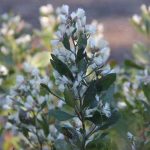 Groundsel-tree, salt marsh edge species, blooms in the fall at Bluff Point.