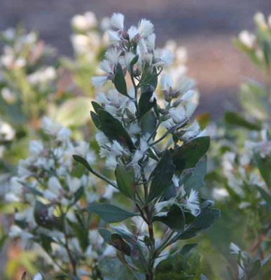 Groundsel-tree, salt marsh edge species, blooms in the fall at Bluff Point.
