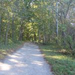 The main trail at Bluff Point State Park passes through a coastal hardwood forest.