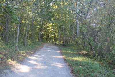 The main trail at Bluff Point State Park passes through a coastal hardwood forest.