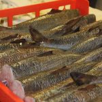 Freshly caught shad await filleting at Hale's Shad Shack in Rocky Hill.