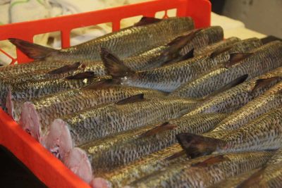 Freshly caught shad await filleting at Hale's Shad Shack in Rocky Hill.