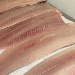 Freshly cut shad fillets are sold at Hale's Shad in Rocky Hill. Judy Benson / Connecticut Sea Grant
