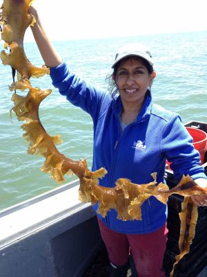 Anoushka Conception, aquaculture extension educator for Connecticut Sea Grant, holds up a ribbon of wild kelp from Long Island Sound. Wild kelp provides the source tissue for kelp grown in offshore farms.