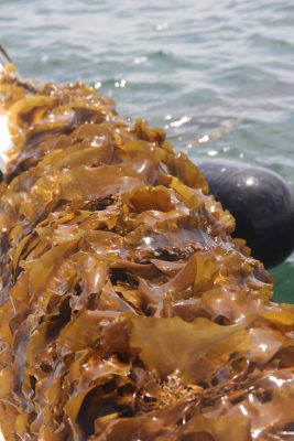 This kelp was harvested from an underwater farm in Groton in 2018.