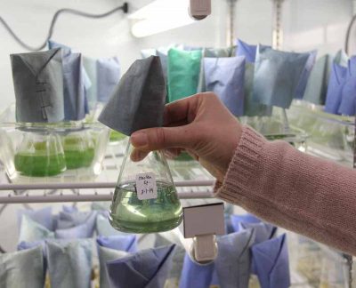 Lisa Guy shows a flask of haslea, one of the 230 microalgal strains grown at the Milford lab.