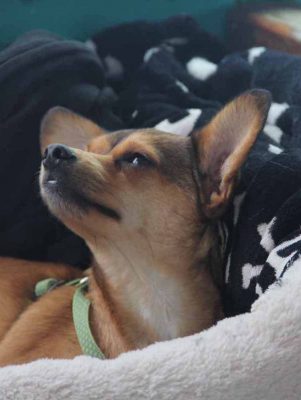 Tim, a chihuahua mix owned by Captain Anna Milne, am along for the journey.