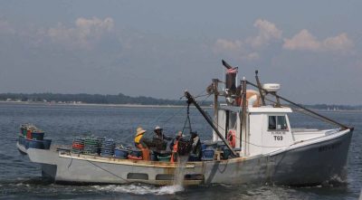 Spirit of the Sound passed one of Norm Bloom & Son's oyster boats working in the harbor.