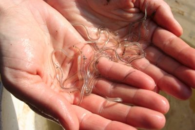 Collection day at the Hudson River NERR yielded these glass eels for the Eel Project.