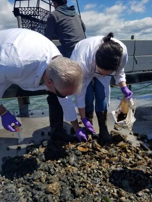 Oysters are collected from the field in cotton bags prior to being rinsed and dissected for microplastic analysis in the laboratory in an earlier phase of the research in 2018.
