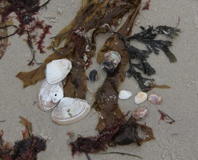 Surf clams, slipper shells, cockles, mussels, rockweed and kelp are found in this collection from Waterford Town Beach.