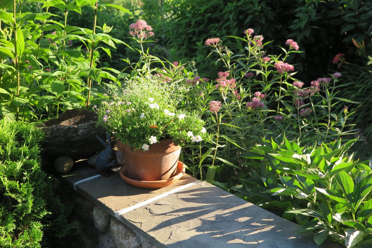 Wildflowers bloom in Judy Preston's garden.