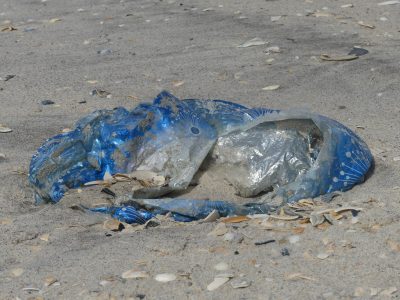 New York Sea Grant programming is addressing the issue of harmful balloon debris through removal, outreach, and public awareness-building projects, such as balloon debris surveys at Jones Beach on Long Island, NY.