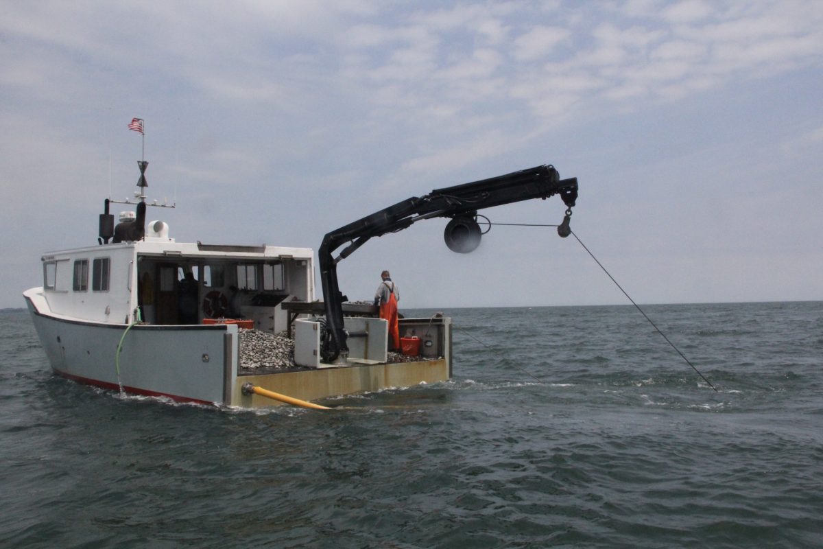 A G&B Shellfish Farm crewman sorts oysters from clams aboard the Stasie Frances on June 10. The vessel was working natural shellfish beds offshore from Fairfield as part of the natural shellfish bed restoration project led by Connecticut Sea Grant and the Connecticut Department of Agriculture/Bureau of Aquaculture.