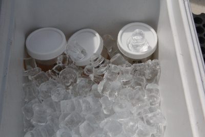 The water samples are packed on ice for transport back to the lab in Milford.