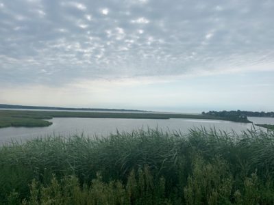 The marsh at Founders Memorial Park in Old Saybrook is one of the sites Schechter visited for her summer 2020 internship.