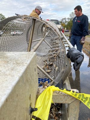 Fairfield Shellfish Commission volunteers run oyster spat through a sorter to separate different sizes.