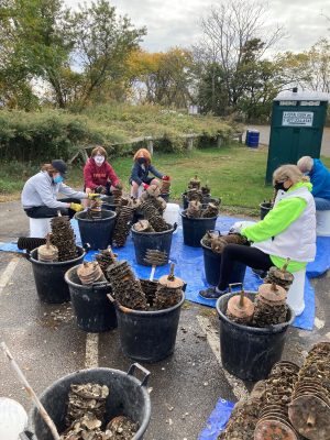 Fairfield Shellfish Commission volunteers remove spat from collectors at the Fairfield Marina as part of a reseeding project.