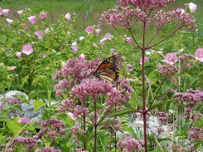 Joe Pye Weed in bloom