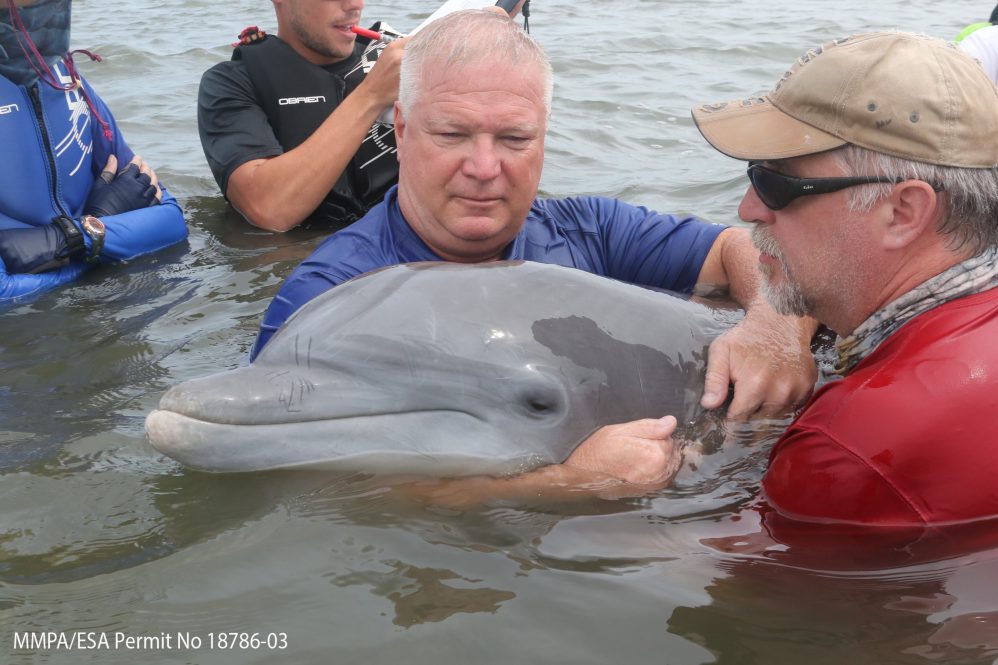 CT Sea Grant Director Sylvain De Guise, right, and other researchers perform field capture of a dolphin to be sampled. The dolphins undergo veterinary examination, including blood sampling for immune functions measurements.