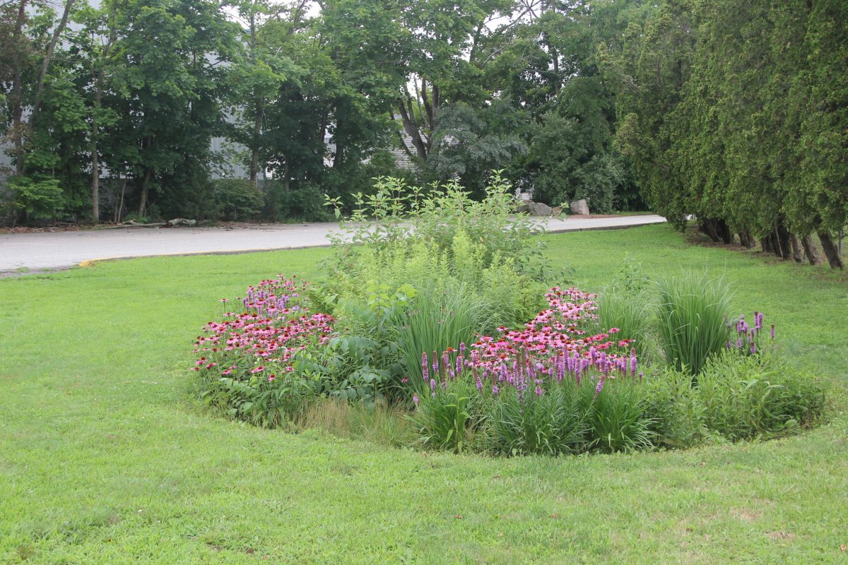 Coneflower and blazing star are in bloom in the rain garden behind the baseball field at East Lyme High School.