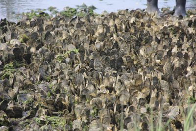 Oysters grow in a natural bed in Connecticut waters of Long Island Sound.