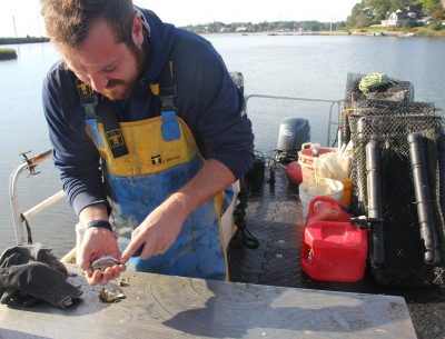 Will Ceddia shucks open an oyster to check on the meat.