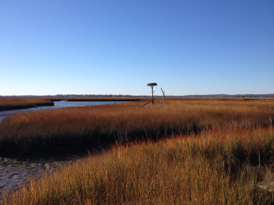 The salt marsh, creeks, and tidal flats at the Roger Tory Peterson Natural Area Preserve in the lower Connecticut River.