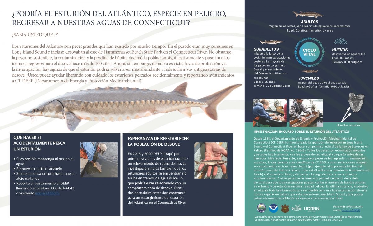 Spanish language version of sturgeon monitoring sign
