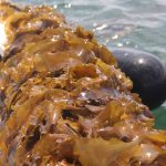 Some of the kelp recently grown and harvested in Long Island Sound.