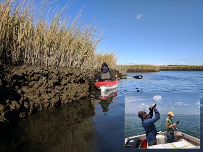 Team members of the Tzortziou lab collect measurements along Long Island Sound wetlands, near Wheeler Marsh, CT, as well as (Inset) optical measurements using sensor devices.