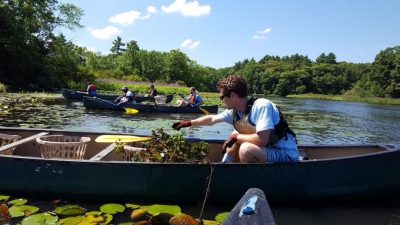 Volunteers removing Invasive aquatic plants from a Long Island Sound watershed waterway.